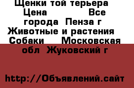 Щенки той терьера › Цена ­ 10 000 - Все города, Пенза г. Животные и растения » Собаки   . Московская обл.,Жуковский г.